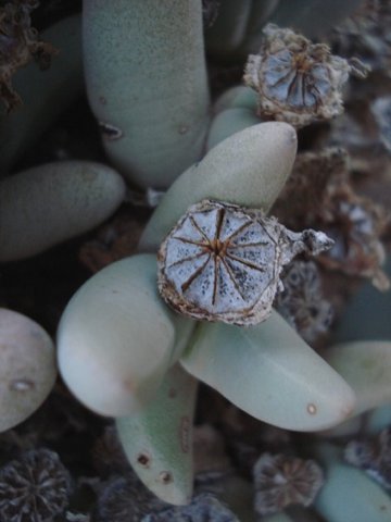 Dracophilus dealbatus fruit capsules